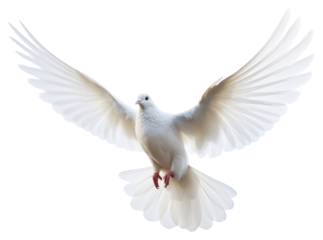 PNG Animal flying white bird