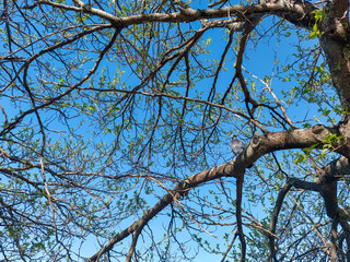 tree branches against blue sky