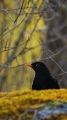 blackbird on the ground - obrazy, fototapety, plakaty