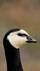 Obraz premium country goose portrait