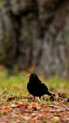 blackbird in the wood - obrazy, fototapety, plakaty