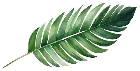 PNG Plant leaf freshness nature