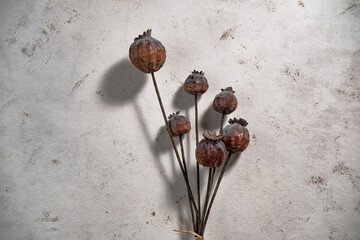 bunch of opium poppies on white background, high addictive illegal plants