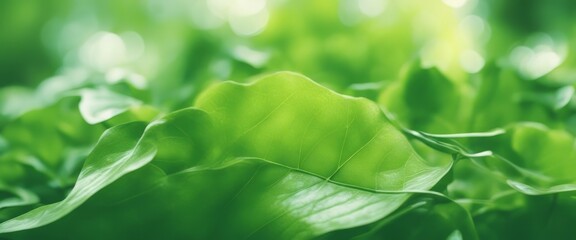 Light green shiny summer leaves abstract motion design