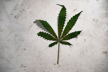 one cannabis leave on white background