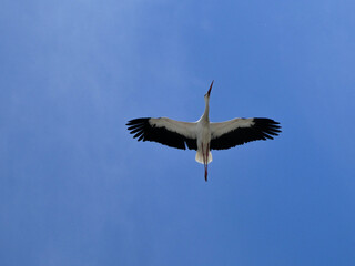 Fototapeta na wymiar White stork flying with spread open wings on the blue y sky