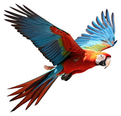 PNG Parrot animal macaw bird