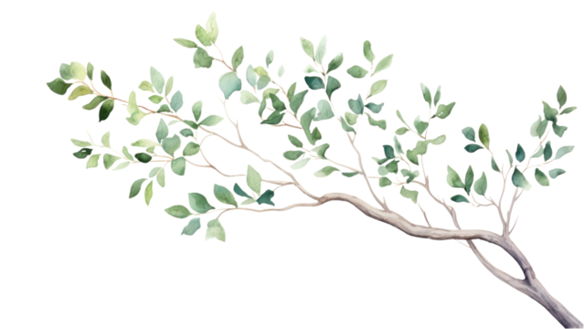 PNG Tree drawing branch sketch