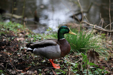 duck on the grass