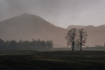 misty morning in the forest