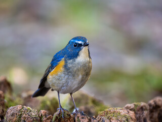 地面に降りてエサを探しているルリビタキの雄