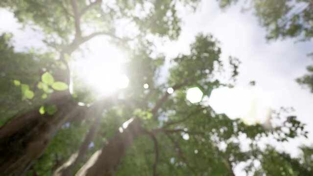 Rays of sunlight in the forest. Sun shining through trees in mountain forest. Beauty of nature. 3D animation. Environment, climate change concepts.