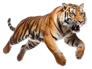 Obraz premium PNG Tiger wildlife animal mammal