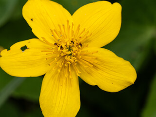 Close up macro photograph of the Yellow Marsh Marigold flower. Also known as Cowslip, Kingcup and May blob.