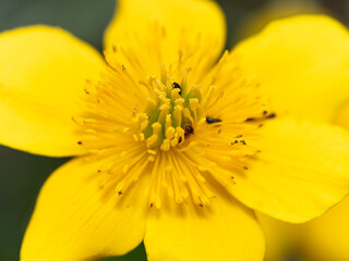 Close up macro photograph of the Yellow Marsh Marigold flower. Also known as Cowslip, Kingcup and May blob.