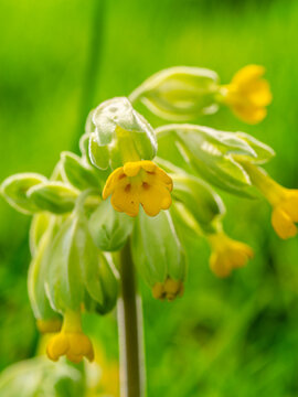 Blooming cowslip in the garden. Yellow flowers close-up. Primula veris. growing on the Lincolnshire coastal salt marshes.