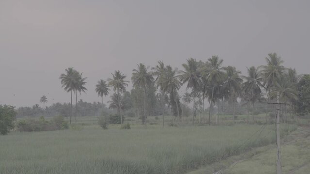 Coconut Trees in Green Farm Slog Footage
