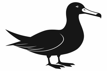 Albatross silhouette  on white background   