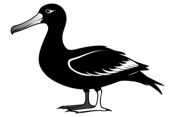 Albatross silhouette  on white background   