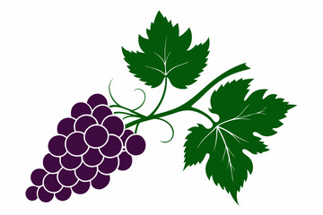 Grape branch with leaves close up silhouette on white background