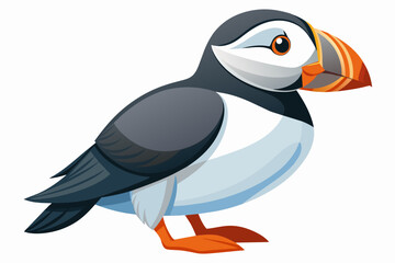 puffin vector illustration on white background
