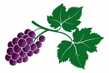 Obraz premium Grape branch with leaves close up silhouette on white background