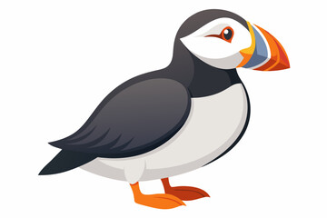 puffin vector illustration on white background