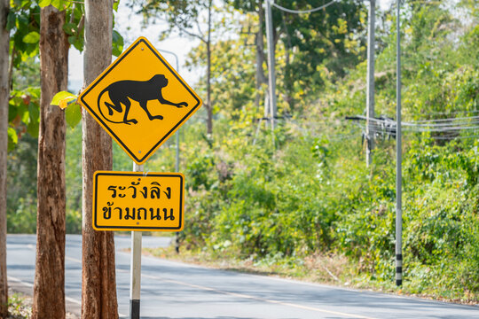 Monkey road sigh thai language: beware of monkeys crossing the road text Thailand