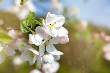 Naklejka na ściany i meble White apple blossom flowers on tree in springtime