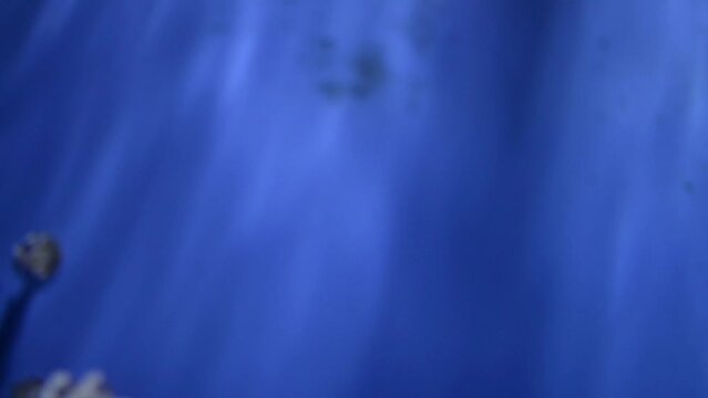 Jellyfish - major non-polyp form phylum Cnidaria