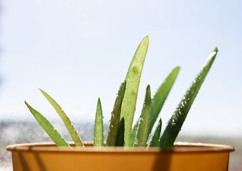 Aloe vera plant in a pot on a window background.
