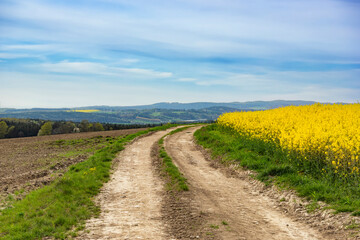 Road and floral field of yellow flowers.