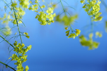 Romantic flower sea, rapeseed flowers, blue sky, yellow flowers, natural landscape, outdoor wedding, outdoor activities, meditation place，pink flowers,spring green,colorful