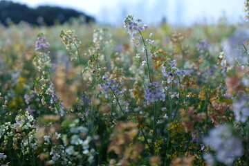 Romantic flower sea, rapeseed flowers, blue sky, yellow flowers, natural landscape, outdoor wedding, outdoor activities, meditation place，pink flowers,spring green,colorful