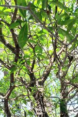 green leaves on a branch