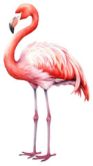 Naklejka premium PNG Flamingo animal bird white background. AI generated Image by rawpixel.