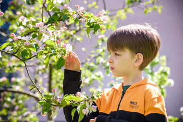 The boy at the apple blossom in the spring garden