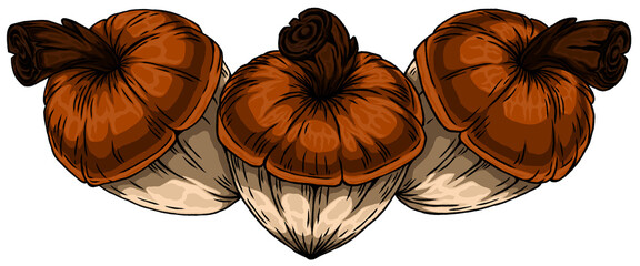 Colorful hand drawn illustrations hazelnuts on a transparent background