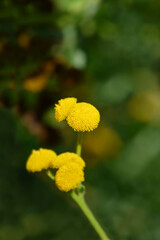 Common tansy flowers