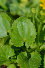 Leopards bane Leonardo Compact leaves