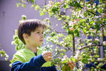 seven year old boy looks at a flowering tree in spring afternoon