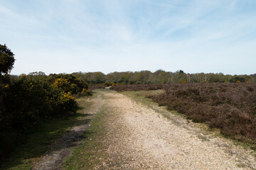 Walking Through The New Forest Countryside in the UK on a Woodland Path With Wild Horses
