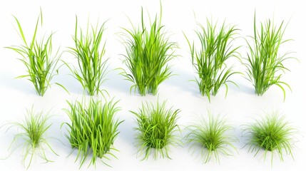 set a bunch of grass, pure white background, 3D illustration