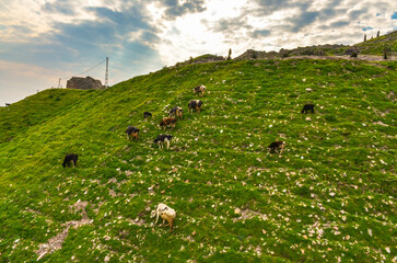 cows on the slopes of Pergamon Acropolis hill in Bergama (Izmir province, Turkey)