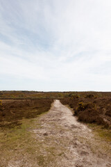 Walking Through The New Forest Countryside in the UK on a Woodland Path With Wild Horses