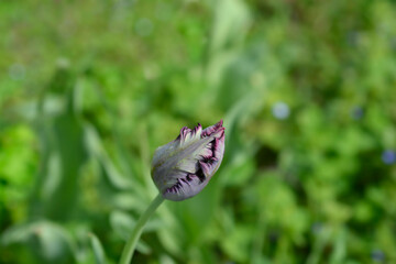 Tulip Black Parrot flower bud
