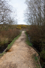 Walking Through The New Forest Countryside in the UK on a Woodland Path With Wild Horses
