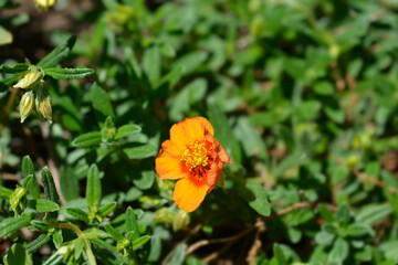 Rock rose Ben Heckla flower