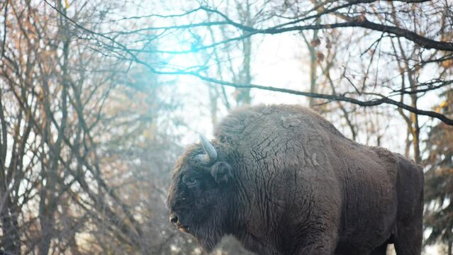 The European bison (Bison bonasus)