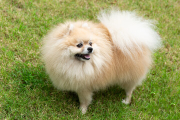 Cute Pomeranian Spitz on Green Grass Background - 785298400